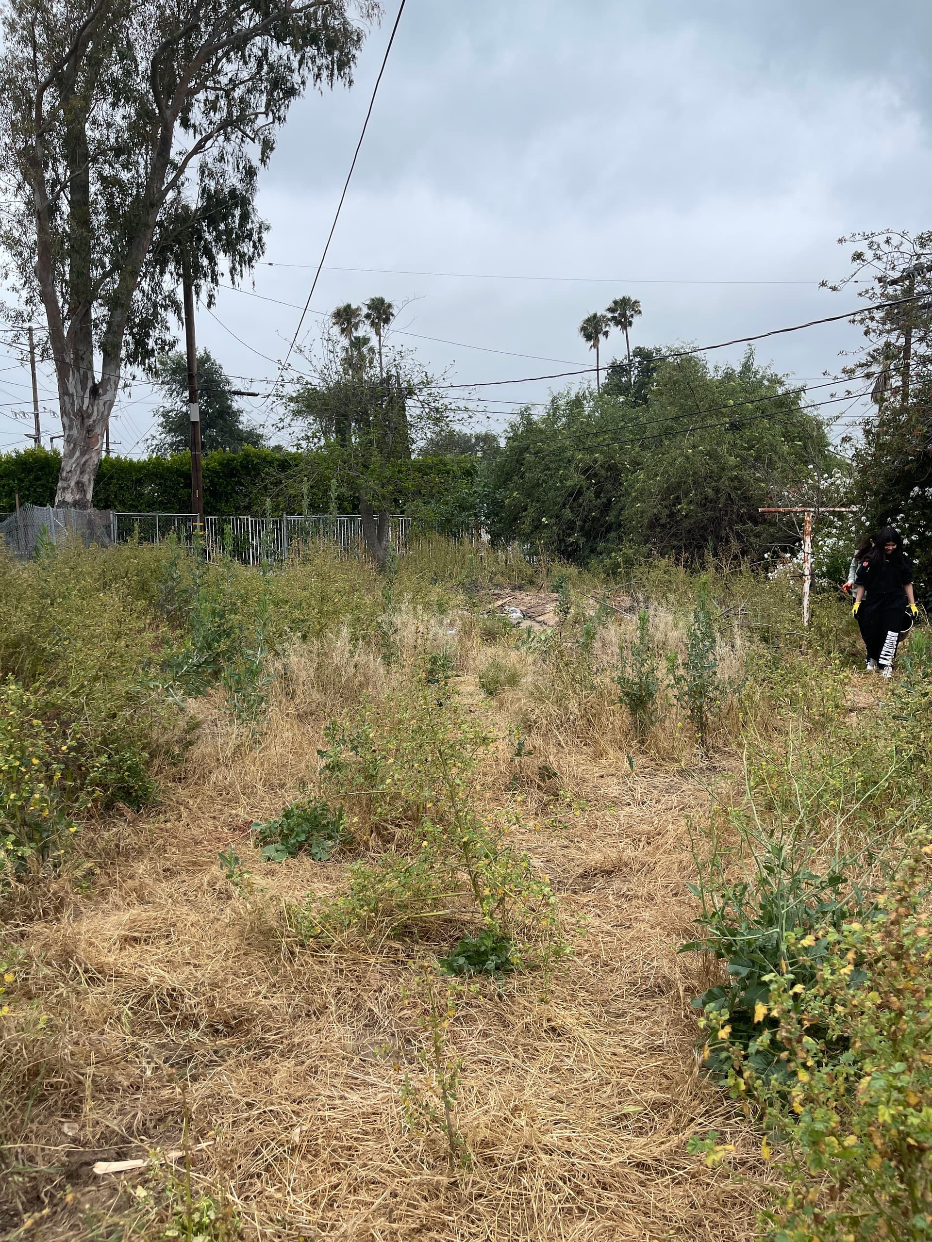 Gallery photos for Overgrown Yard and Junk Haul Out Done Right: Image #1