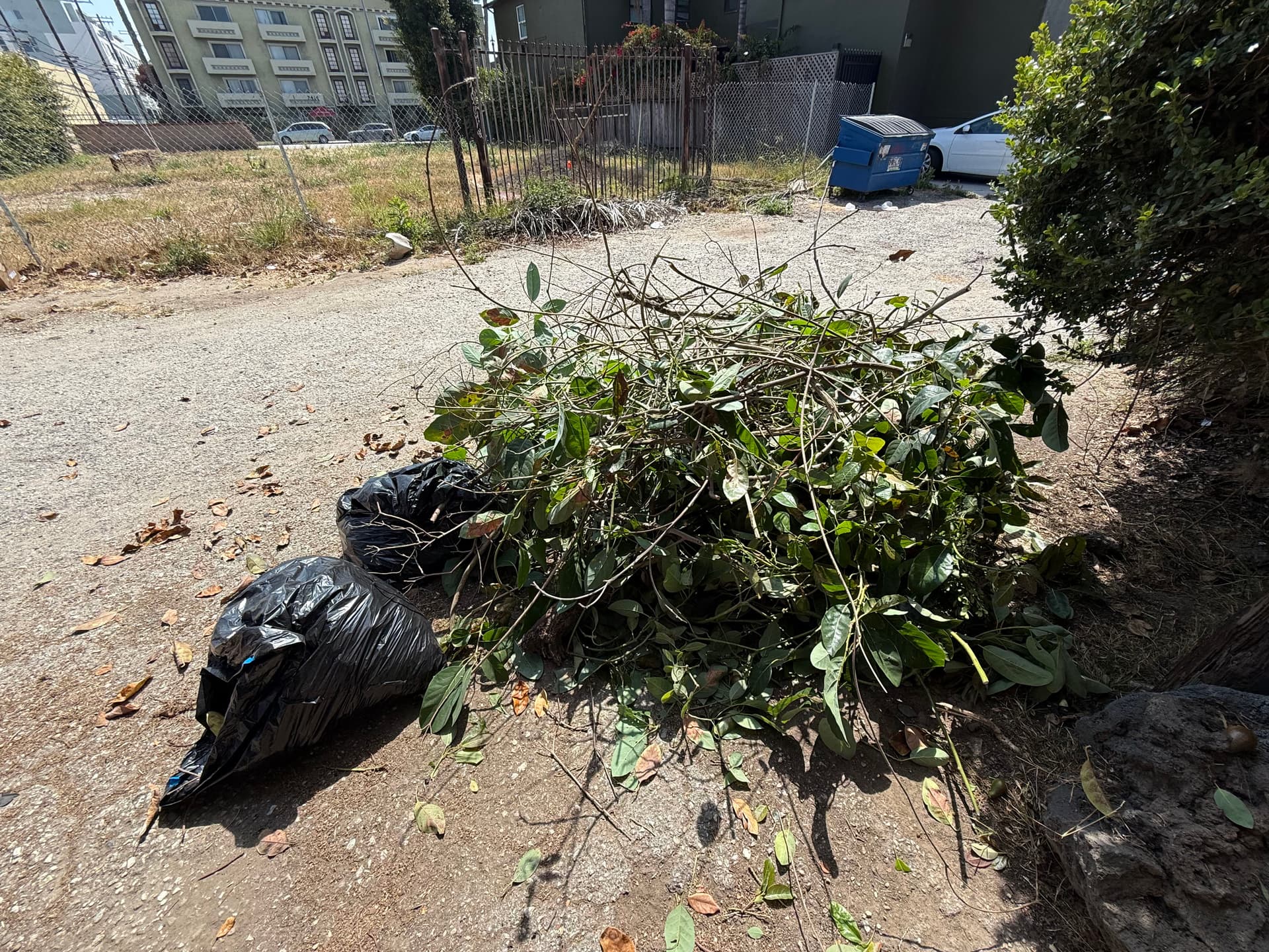 Tree Trimming Debris Hauled Away Fast and Clean image